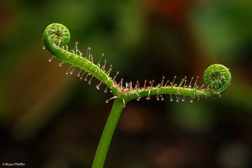 Fork-leaved Sundew (Drosera binata)