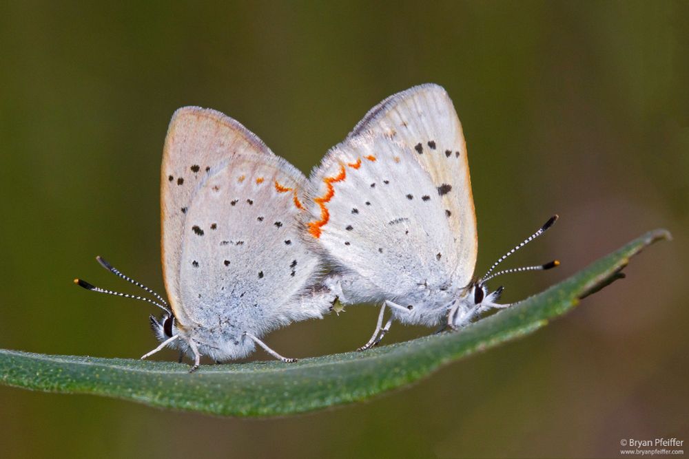 Copulating pair of Bog Coppers (Tharsalea epixanthe) perched on a leaf of Leatherleaf (Chamaedaphne calyculata).