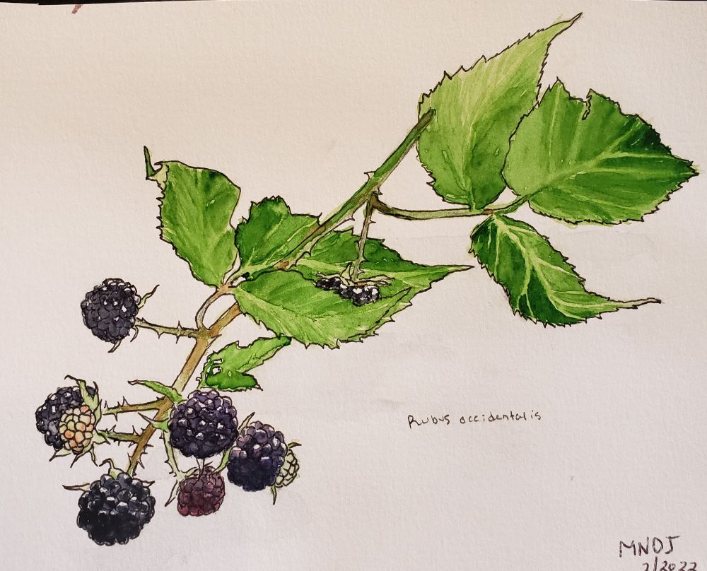 Watercolor illustration of a thorny green branch with leaves and berries