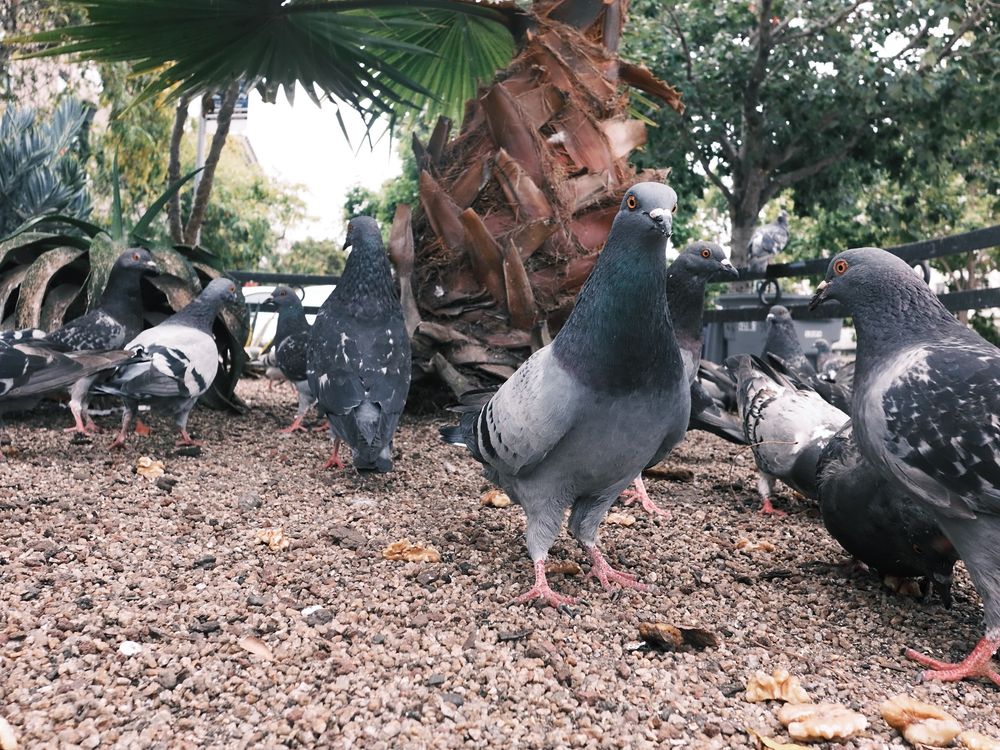 a ground-level shot of a group of pigeons on a gravel surface, with most of them in front of the trunk of a palm tree