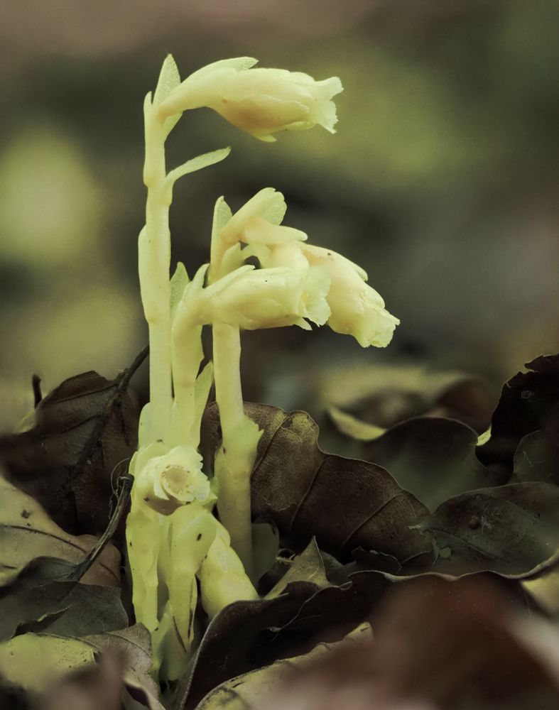 Side on view of a clump of buffy-yellowish-brown stems of a small achlorophyllous plant with drooping, off-white flowers growing amongst leaf litter.  
