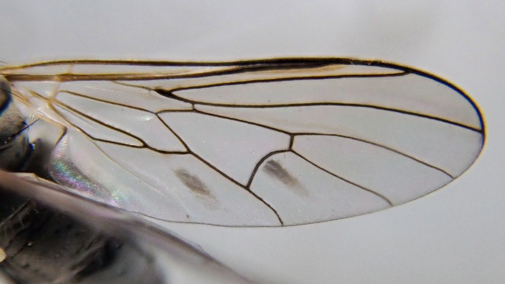 Macro of a fly wing showing venation and dark markings 