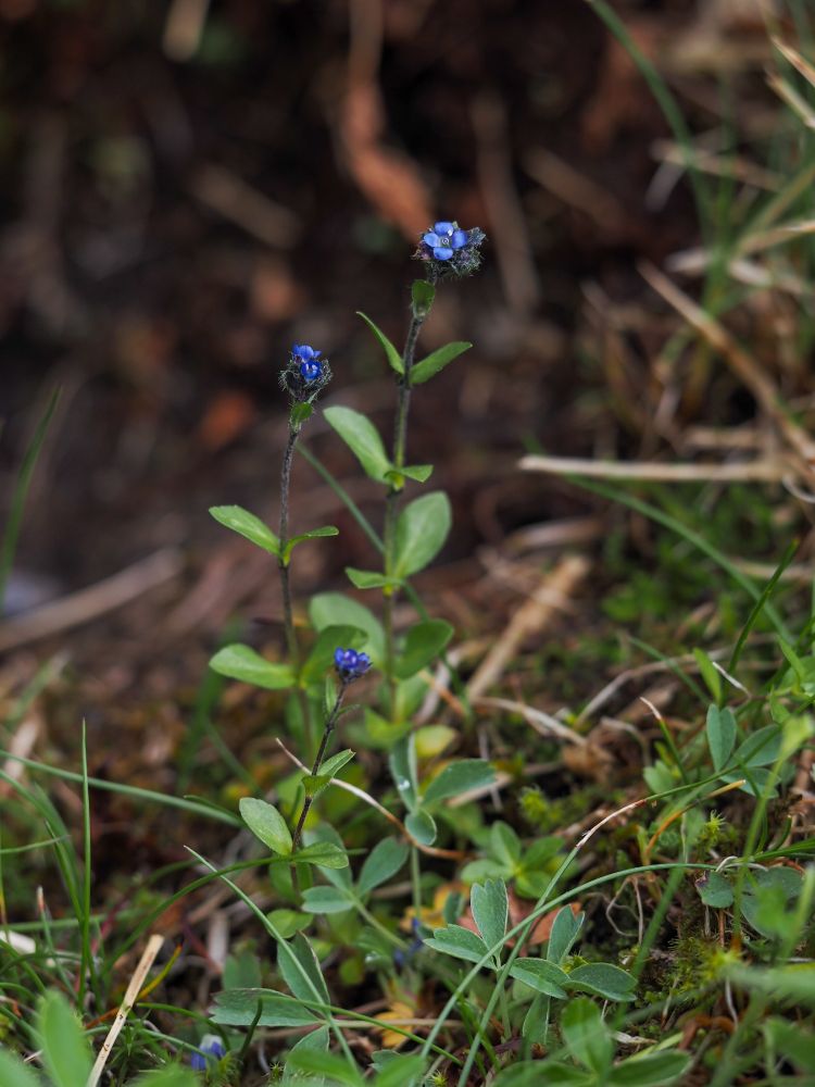 Veronica alpina. A clump of delicate upright small plants topped by deep blue flowers.