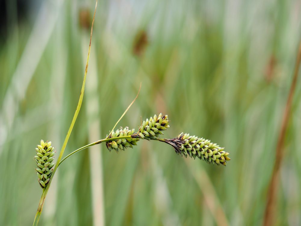Carex buxbaumii. Several 'catkin-like' or 'cone-like' green and dark brown seed heads  