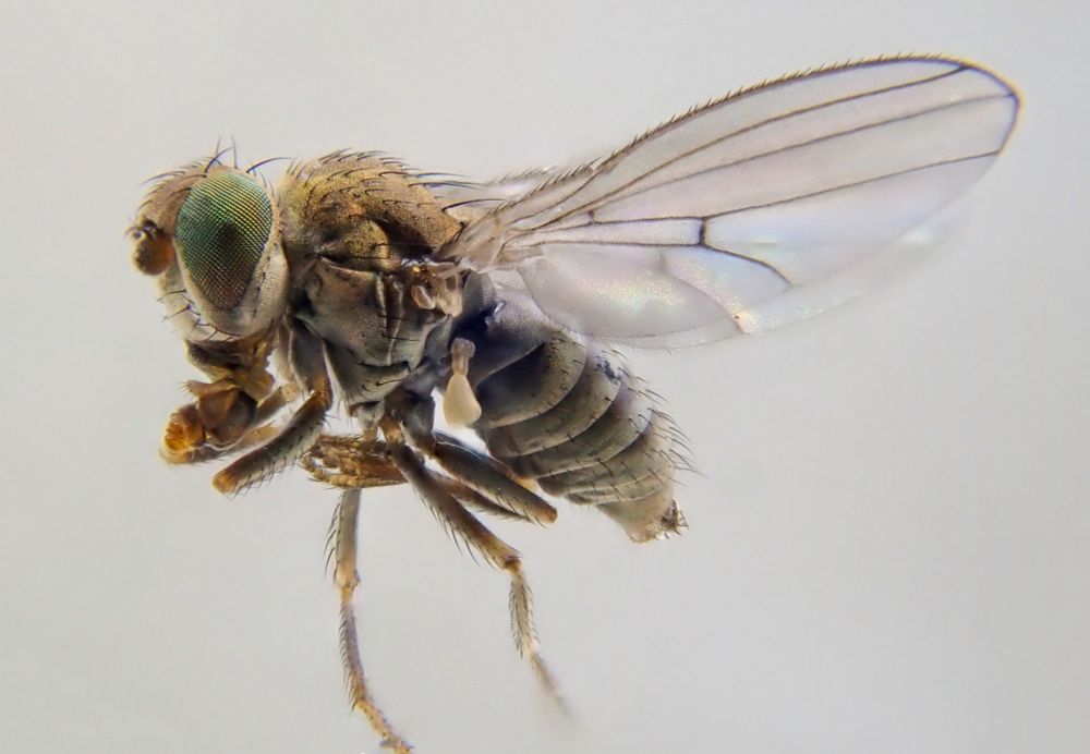 Lateral macro of a very small brown-grey fly with green eyes