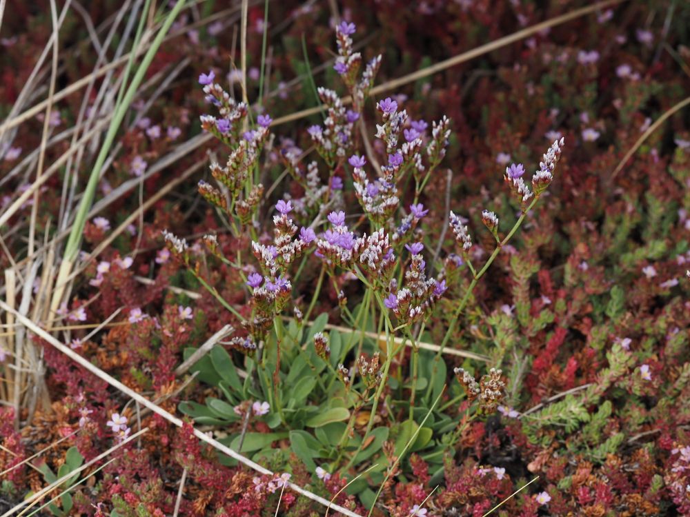 Alt text - Limonium procerum subsp. procerum - A small, multi-stemmed plant with lilac flowers growing among a carpet of red and green vegetation 
