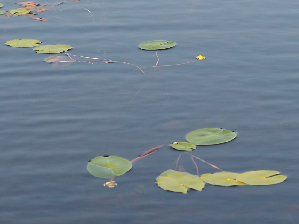 Nuphar pumila. Floating lily-pad leaves and small, yellow flowers in a loch.