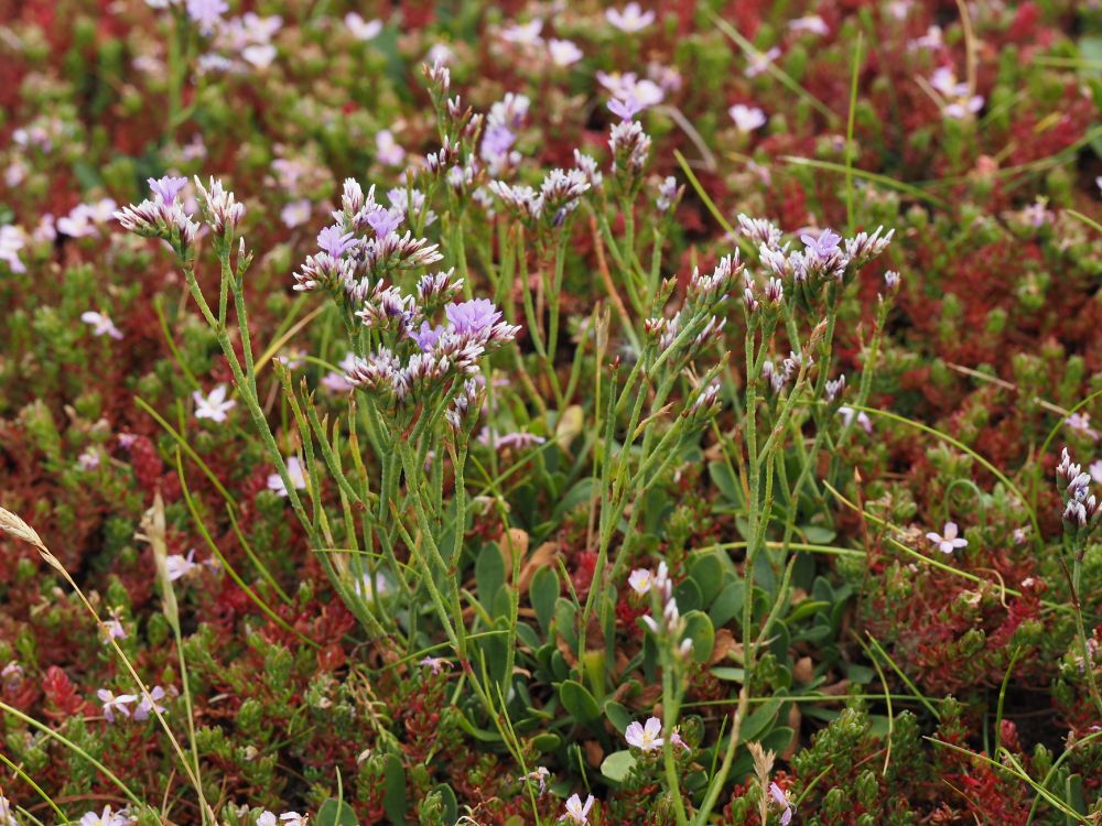 Alt text - Limonium recurvum subsp. crigyllensis - A small, multi-stemmed plant with lilac flowers growing among a carpet of red and green vegetation 
