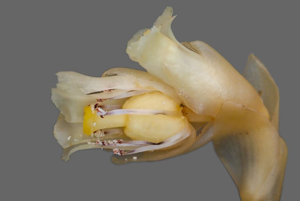 Lateral macro of the flower of a buffy-yellowish-brown achlorophyllous plant. Some petals and sepals removed to show the ovary, stigma and other internal parts.  