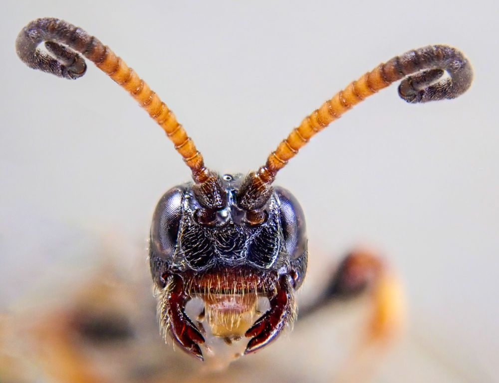 Face on macro of a black and orange-brown wasp with large jaws and curled antennae 