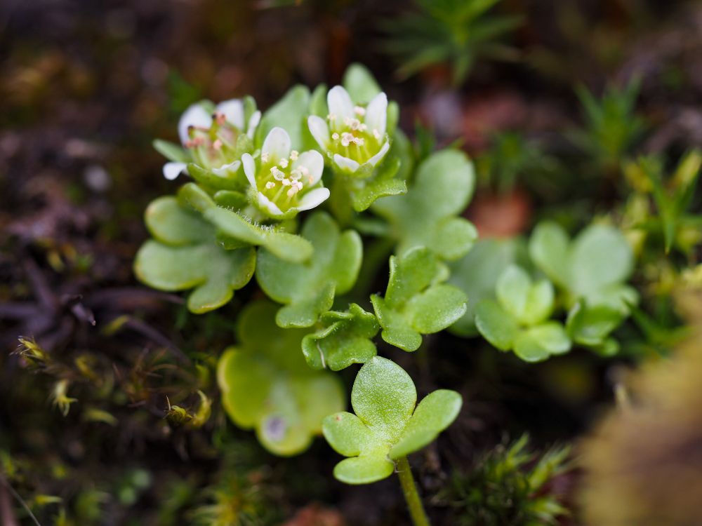 Saxifraga rivularis. A small, upright plant with white flowers and lobed leaves.  