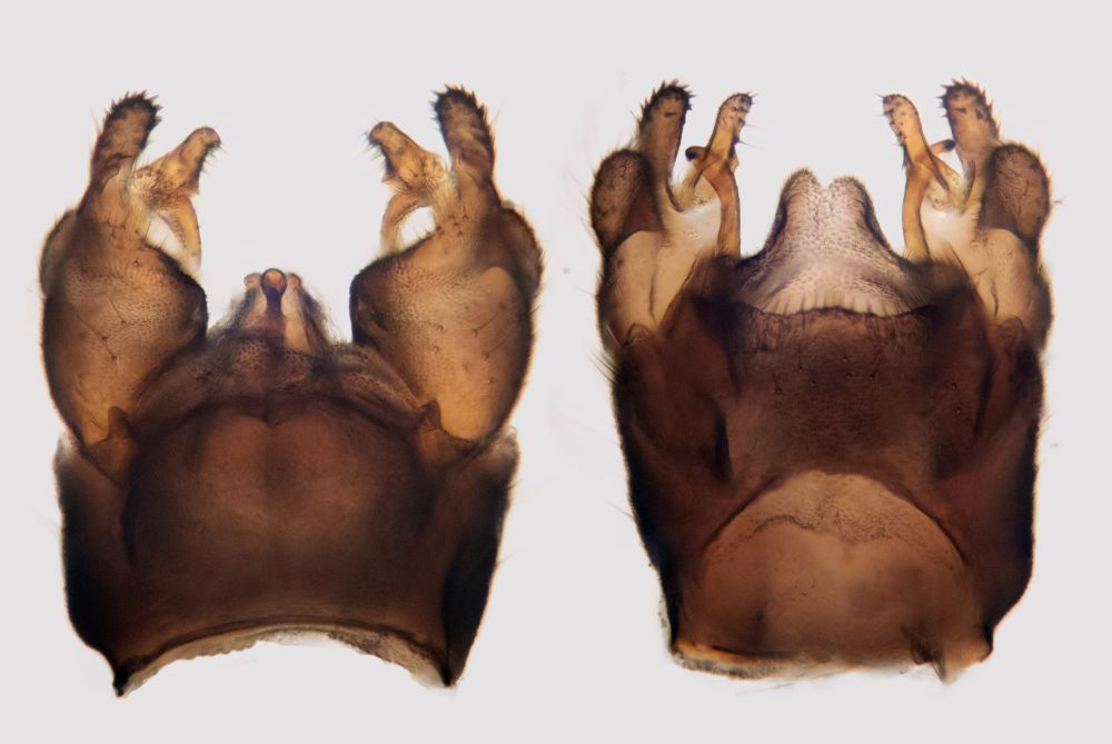 Composite microscope image of the male terminalia of a cranefly dorsally and ventrally.
Dicranota subtilis (Pediciidae)