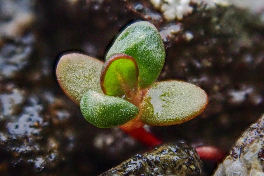 Koenigia islandica. Macro of a very small seedling with oval green and reddish leaves against a background of gravel.