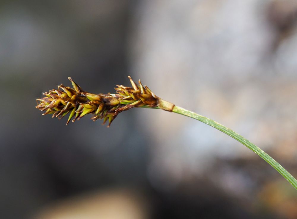 Carex lachenalii. Macro of yellowish brown 'cone-like' spiky flower heads on a grass-like stalk.