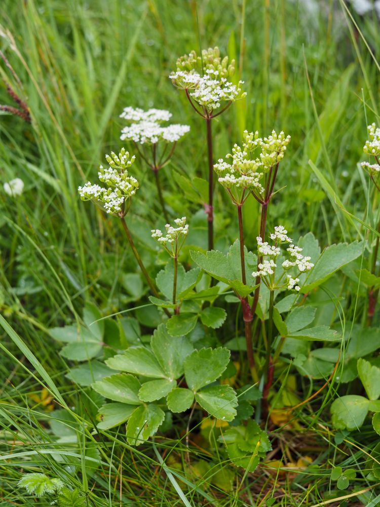 Ligusticum scoticum. A small plant with reddish stems and umbels of small white flowers against a grassy background. 