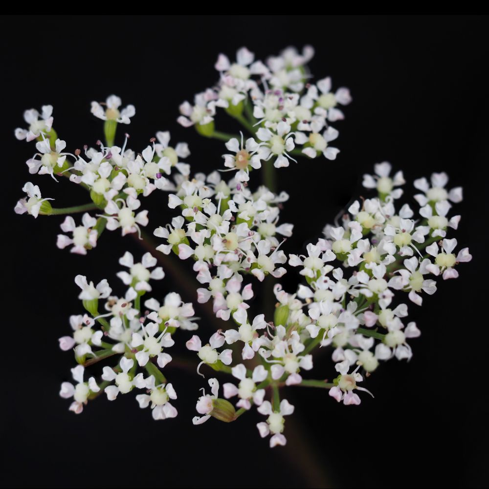 Ligusticum scoticum. An umbel of small white flowers against a black background. 