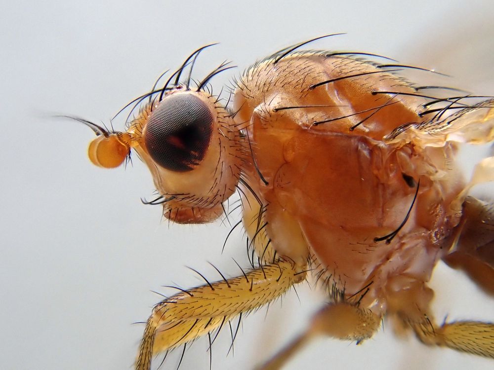 Lateral macro of the head and thorax of a orange-brown fly with large black bristles  