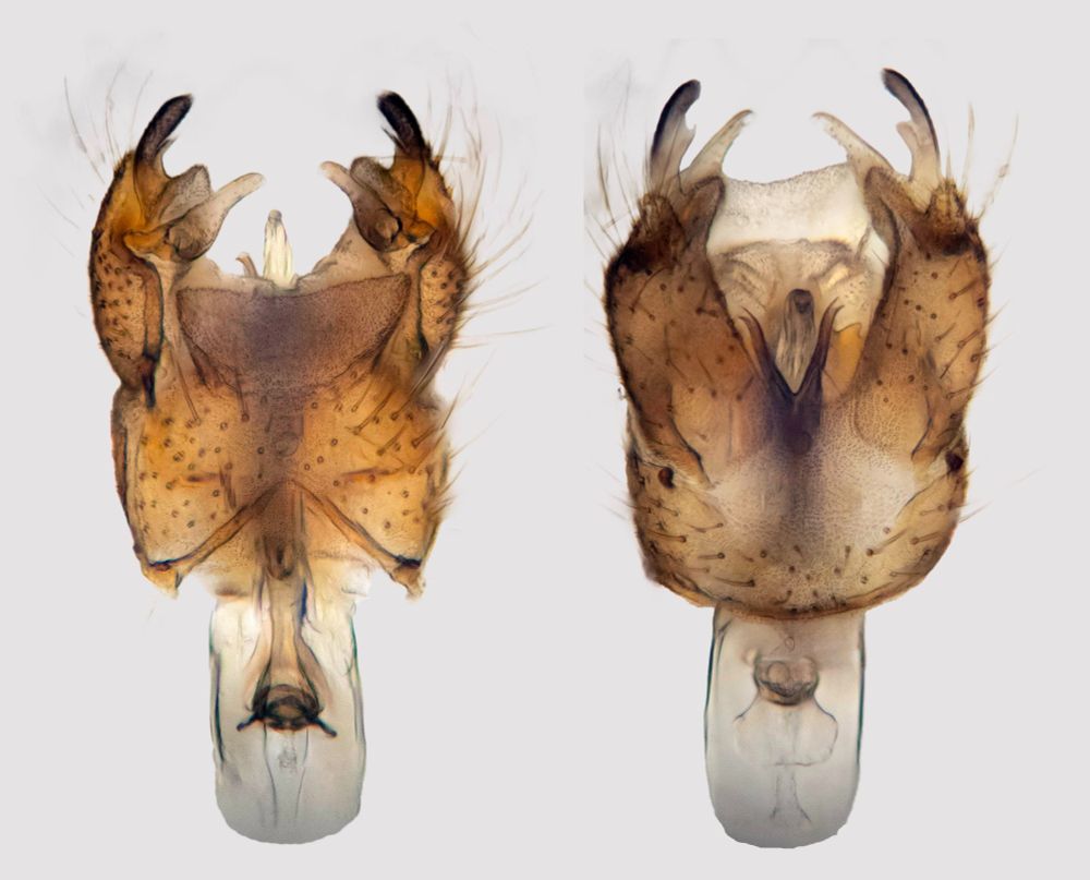 Composite microscope image of the male terminalia of a cranefly dorsally and ventrally.
Ormosia pseudosimilis (Limoniidae)