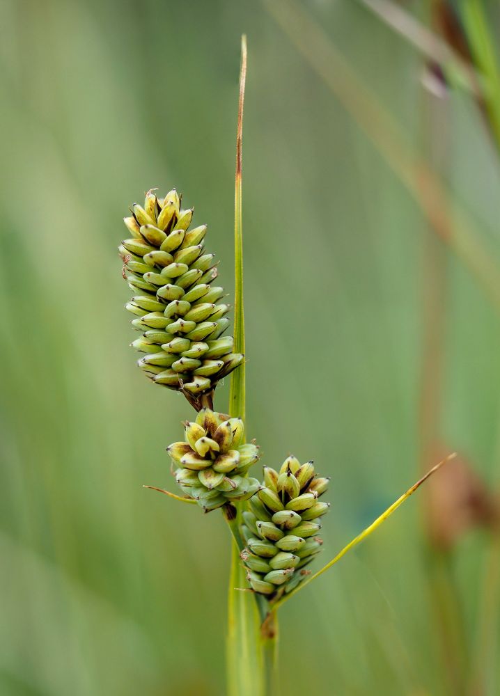Carex buxbaumii. Several 'catkin-like' or 'cone-like' green and dark brown seed heads  