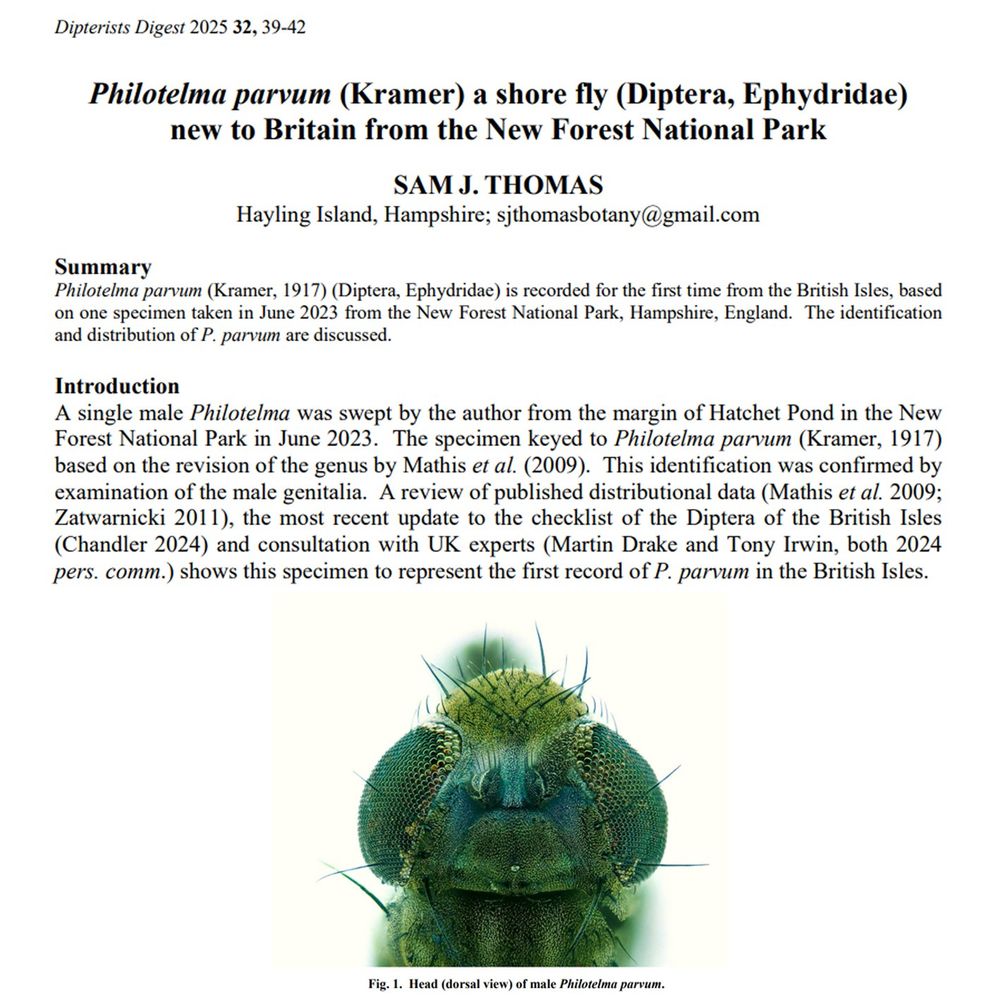 Composite image of the title and introduction of the paper with one of the figures showing the head from above. 
Text: Philotelma parvum (Kramer) a shore fly (Diptera, Ephydridae) new to Britain from the New Forest National Park 
SAM J. THOMAS Hayling Island, Hampshire; sjthomasbotany@gmail.com Summary Philotelma parvum (Kramer, 1917) (Diptera, Ephydridae) is recorded for the first time from the British Isles, based on one specimen taken in June 2023 from the New Forest National Park, Hampshire, England. The identification and distribution of P. parvum are discussed. 
Introduction A single male Philotelma was swept by the author from the margin of Hatchet Pond in the New Forest National Park in June 2023. The specimen keyed to Philotelma parvum (Kramer, 1917) based on the revision of the genus by Mathis et al. (2009). This identification was confirmed by examination of the male genitalia. A review of published distributional data (Mathis et al. 2009; Zatwarnicki 2011), the most recent update to the checklist of the Diptera of the British Isles (Chandler 2024) and consultation with UK experts (Martin Drake and Tony Irwin, both 2024 pers. comm.) shows this specimen to represent the first record of P. parvum in the British Isles.