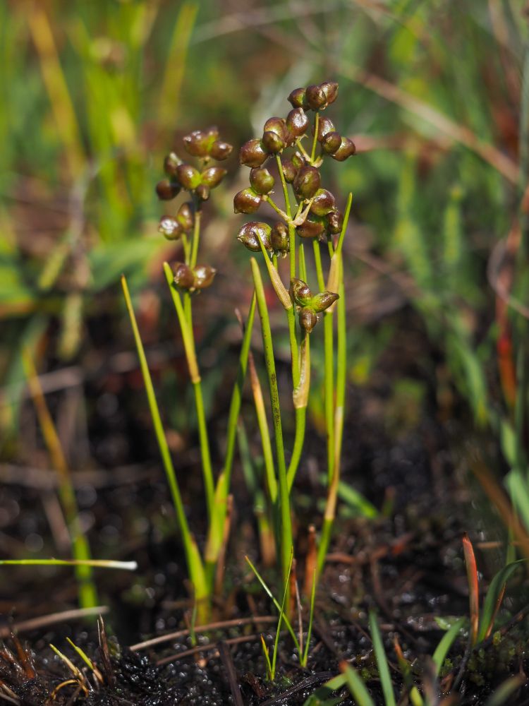Scheuchzeria palustris. Small, upright plant with narrow, sharp leaves and large brown fruits.