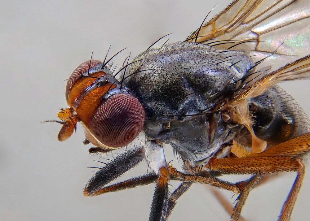 Anterolateral macro of a mostly blackish fly with patches of silvery dusting, orange hind legs and orange areas on the head