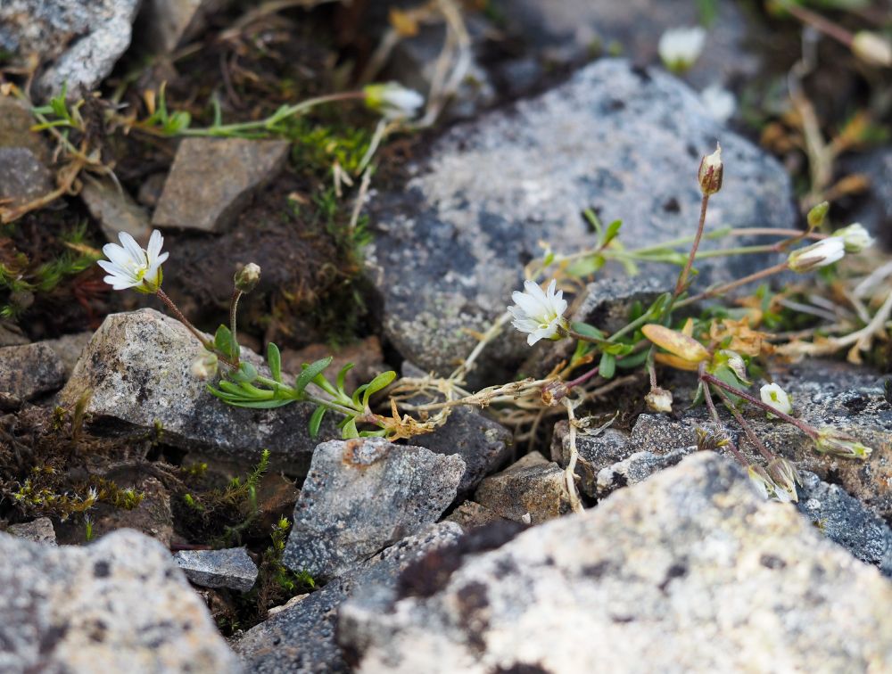 Cerastium cerastoides. A small creeping plant with white flowers against a background of scree.
