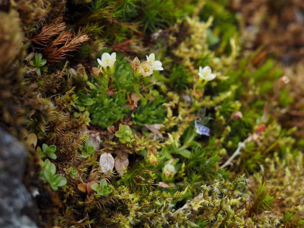 Saxifraga cespitosa. A small, upright plant with cup-shaped white flowers against a background of moss