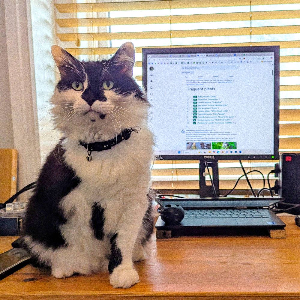 A three-legged black and white cat on a work desk with a computer monitor showing NYPH feeds in the background 