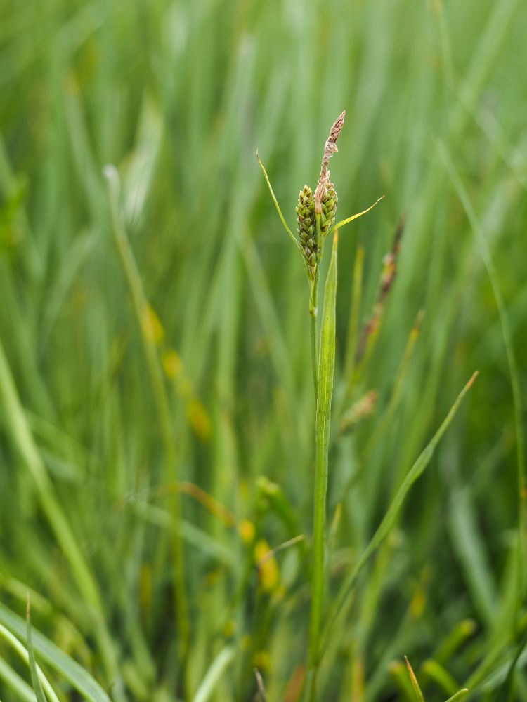 Carex salina. An upright grass-like plant with 'catkin-like' or 'cone-like' green and red brown seed heads and papery old male flowers at the top.    