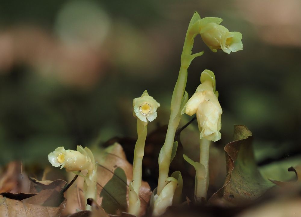 Four buffy-yellowish-brown stems of a small achlorophyllous plant with drooping, off-white flowers growing amongst leaf litter.  