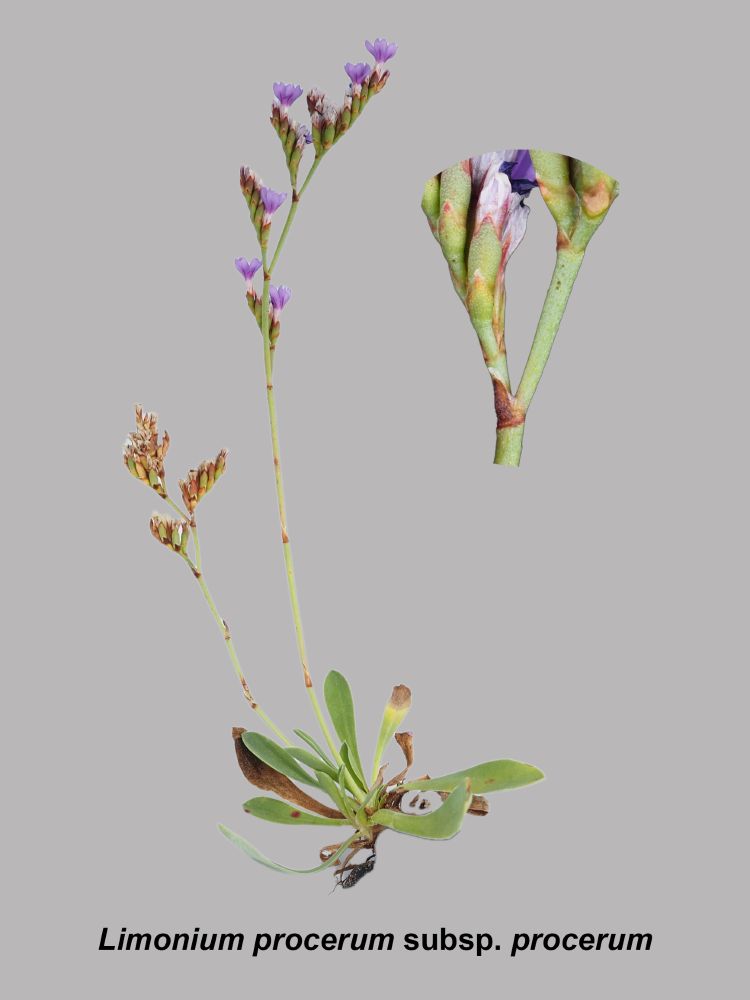 Alt text - A composite image showing a individual plant of Limonium procerum subsp. procerum against a grey background with a zoomed in section of the scape showing the smooth texture 