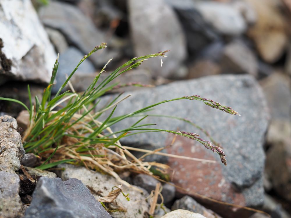 Poa flexuosa. A clump of grass with drooping flower heads amongst scree 