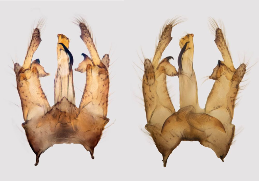 Composite microscope image of the male terminalia of a cranefly dorsally and ventrally.
Gonomyia dentata (Limoniidae)