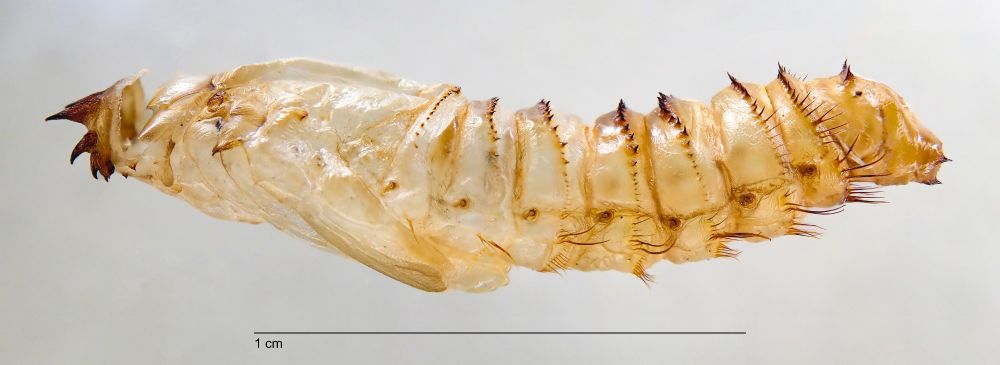 Lateral macro of the empty puparium of a large robber fly. A elongated papery structure with large horns at the front and rings of spikes towards the rear.  