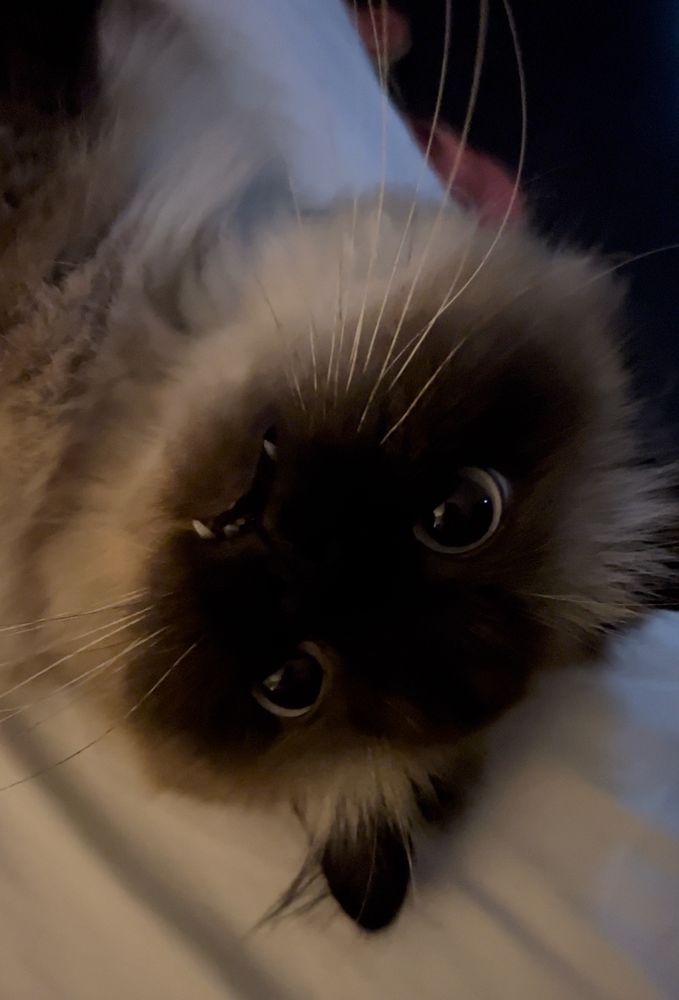 Cat laying upside down, bearing teeth.