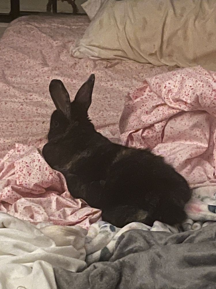 my black bunny willow laying on the pink sheets and blankets on my bed facing away from me