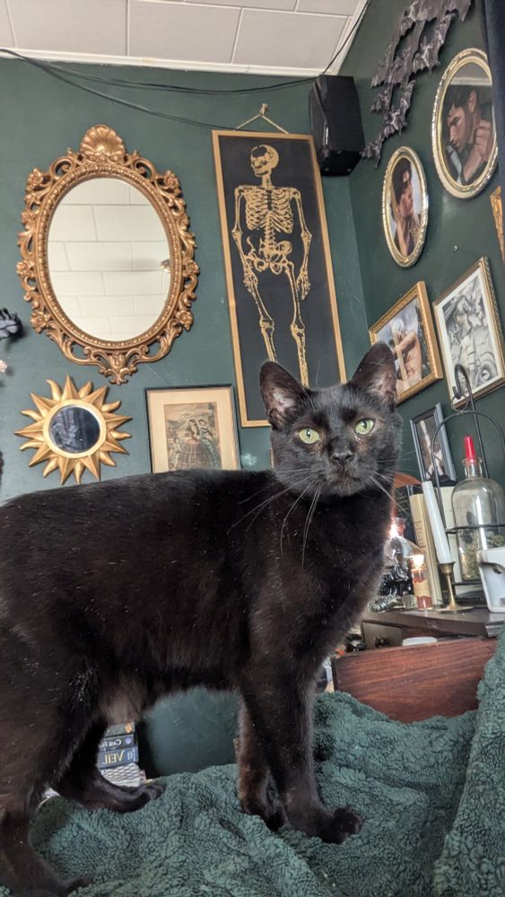 A black cat serving absolute looks