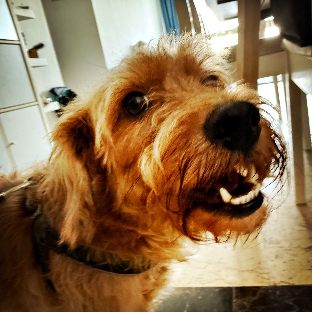 a dog, ready for his walk