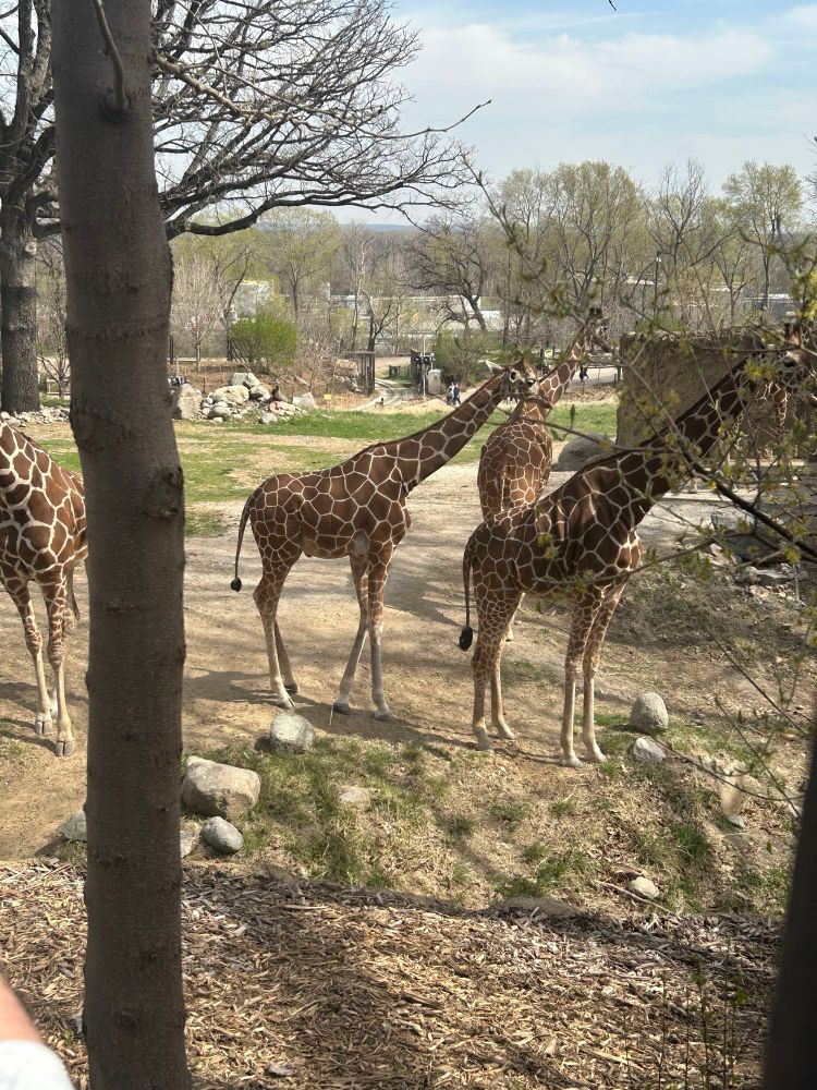 A group of giraffes between some trees.