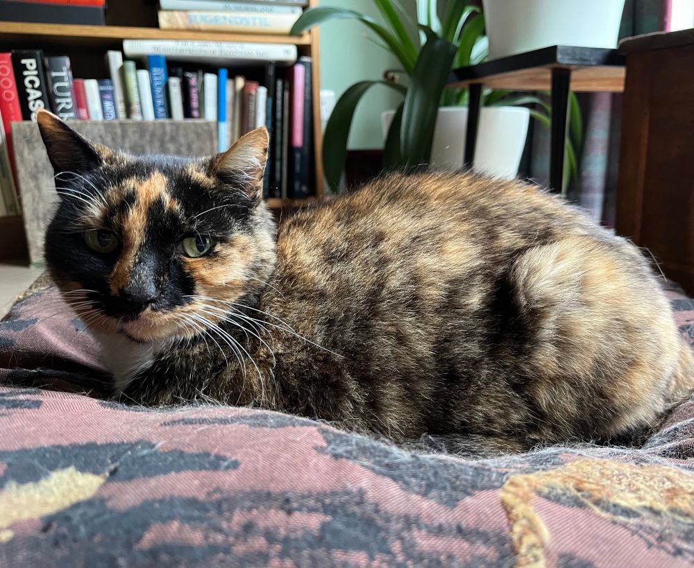 Tortoise shell cat lying on a large cushion.