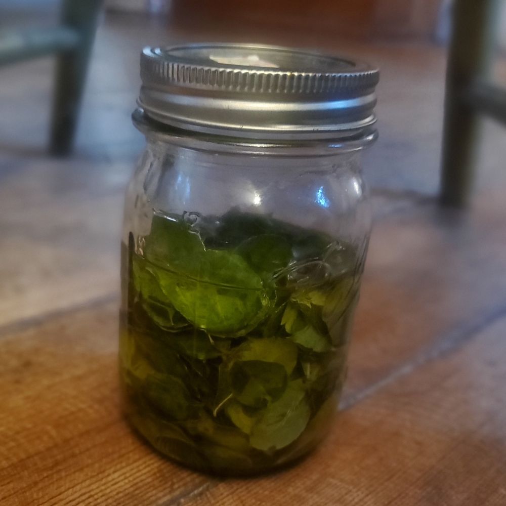 Wintergreen leaves soak in a Mason jar full of olive oil.