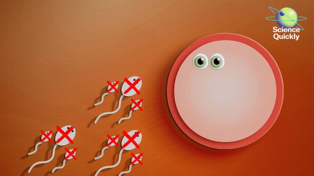 A new hormone-free birth control pill that reversibly stops sperm production has passed its first safety trial in humans, offering hope for more reversible contraceptive options.