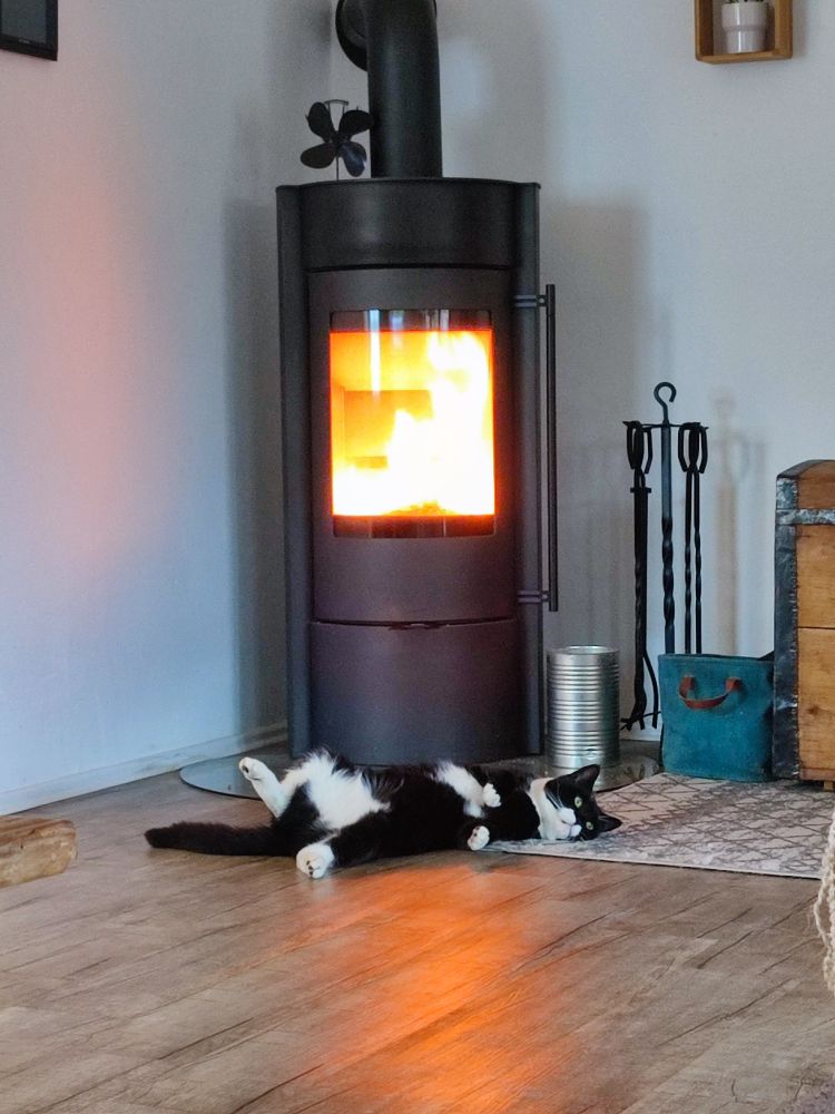 Kater Georgie liegt auf dem Rücken vor dem Kamin 