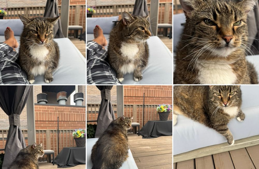 A collage of photos of my cat Malcolm on our rooftop deck in Chicago on Caturday/Saturday, July 19, 2025