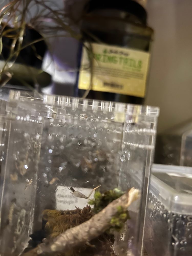 Same as other shot but a little bit clearer look at the tiny spider eating the cricket leg. 