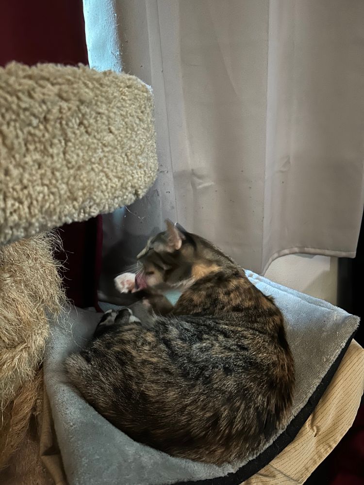 Torby cat (mix of tabby and tortoiseshell coloring) who is grooming / licking her paw. Her coloring is mostly brown and striped with lots of flecks and patches of orange also throughout and some white. The paw she is licking is white with pink toes. She is on the lower level of a tan cat tree on a grey pillowy pad. A gray and crimson curtains behind her and the cat tree.