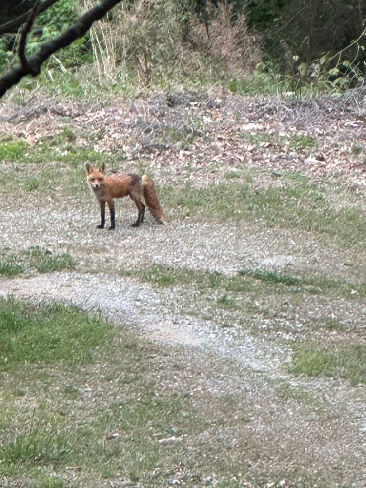 A fox
