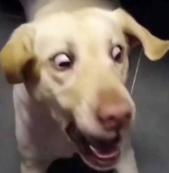 Cachorro caramelo claro com boca aberta e olhos arregalados 