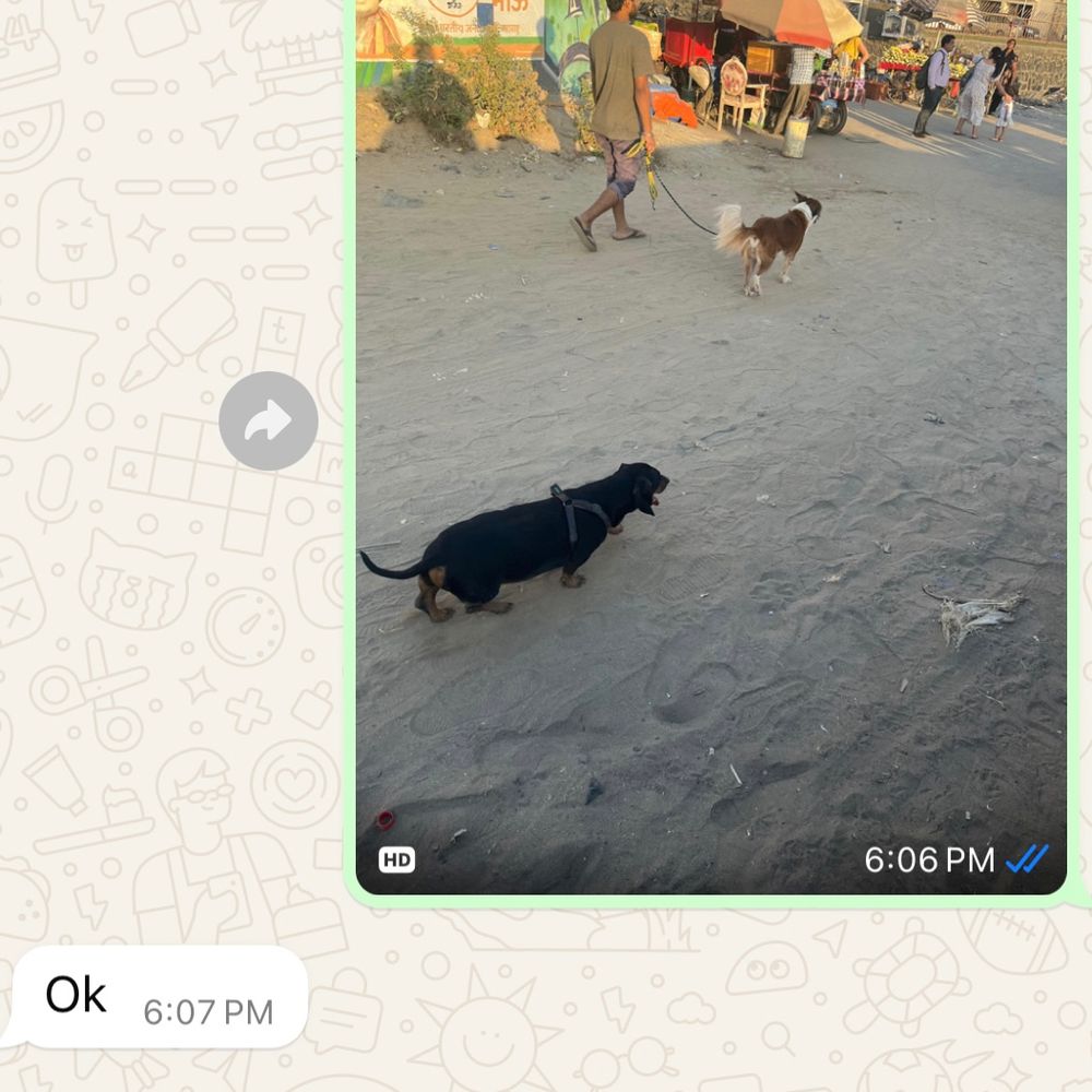 screenshot of chat 
<picture of a black weiner dog and regular dog at the beach>
reply: Ok